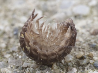 Murskrukketroll (Oniscus asellus)