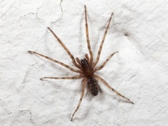 Snake-back Spider (Segestria senoculata)
