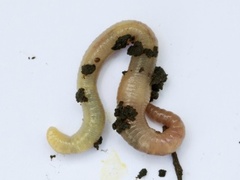 Green Worm (Allolobophora chlorotica)