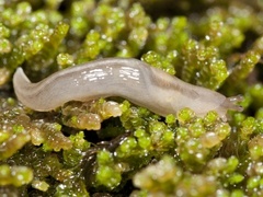 Tree Slug (Lehmannia marginata)