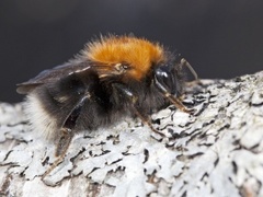 Tree Bumblebee (Bombus hypnorum)
