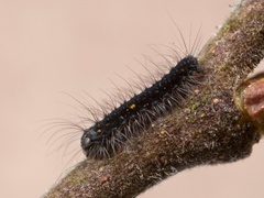 December Moth (Poecilocampa populi)