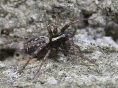 Textrix denticulata