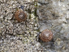 Flekkdiskossnegl (Discus rotundatus)