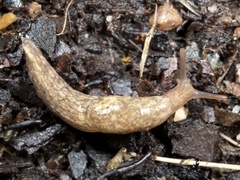 Gray field slug (Deroceras reticulatum)