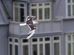 Sildemåke (Larus fuscus)