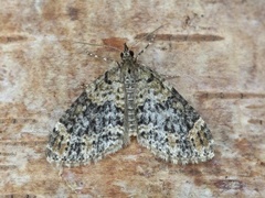Yellow-barred Brindle (Acasis viretata)