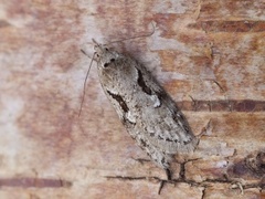 Dawn Flat-body (Semioscopis steinkellneriana)