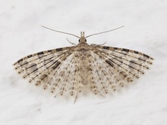 Many-plumed Moth (Alucita hexadactyla)
