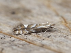 Phyllonorycter blancardella