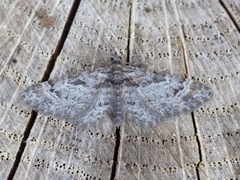 Double-striped Pug (Gymnoscelis rufifasciata)