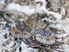 Yellow-barred Brindle (Acasis viretata)