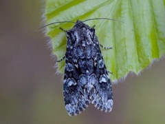 Glaucous Shears (Papestra biren)