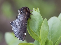 Brun vårtannspinner (Odontosia carmelita)