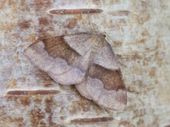 Barred Umber (Plagodis pulveraria)