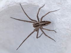 Nursery web spider (Pisaura mirabilis)