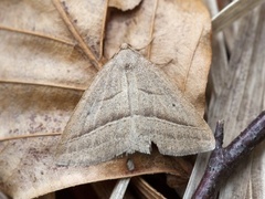 Brown Silver-line (Petrophora chlorosata)