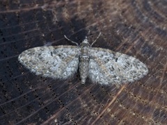 Oak-tree Pug (Eupithecia dodoneata)