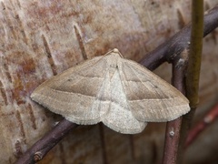 Brown Silver-line (Petrophora chlorosata)