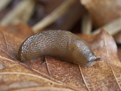 Slender Slug (Malacolimax tenellus)
