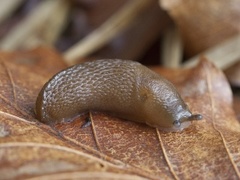 Gulkjølsnegl (Malacolimax tenellus)