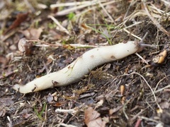 Ash-black Slug (Limax cinereoniger)