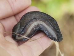 Ash-black Slug (Limax cinereoniger)