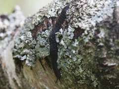 Ash-black Slug (Limax cinereoniger)