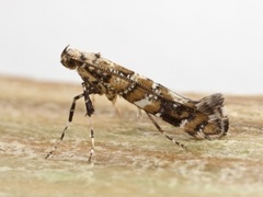 Lilac Leafminer (Gracillaria syringella)