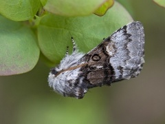 Nut-tree Tussock (Colocasia coryli)