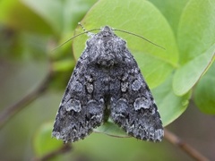 Glaucous Shears (Papestra biren)