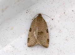 Large Ivy Tortrix (Lozotaenia forsterana)