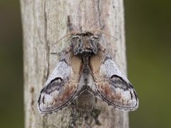 Pebble Prominent (Notodonta ziczac)