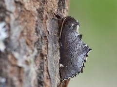 Brun vårtannspinner (Odontosia carmelita)