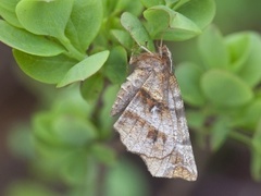 Early Thorn (Selenia dentaria)