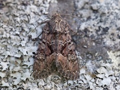 Brunt lærfly (Mniotype adusta)