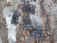 Glaucous Shears (Papestra biren)