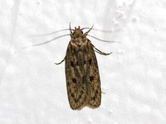 Brown House Moth (Hofmannophila pseudospretella)