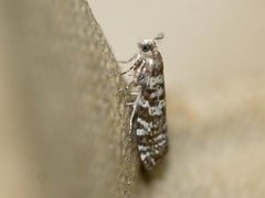 Common Spruce Bell (Epinotia tedella)