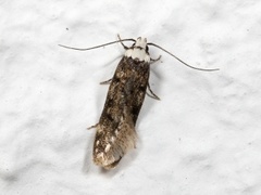 White-shouldered House Moth (Endrosis sarcitrella)