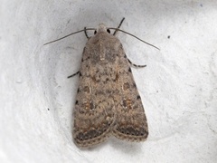 Pale Mottled Willow (Caradrina clavipalpis)
