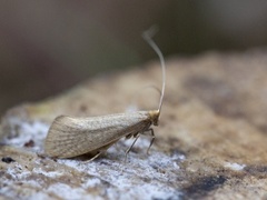 Large Long-horn (Nematopogon swammerdamella)