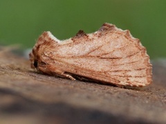 Coxcomb Prominent (Ptilodon capucina)