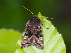 Small Angle Shades (Euplexia lucipara)