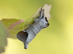 Rødflekkstjertspinner (Clostera curtula)