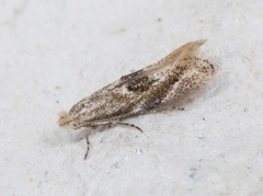 Birch Bent-wing (Bucculatrix demaryella)