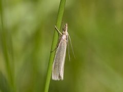 Yellow Satin Veneer (Crambus perlella)