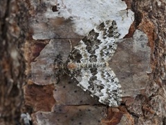 Broken-barred Carpet (Electrophaes corylata)