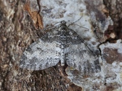 The Seraphim (Lobophora halterata)