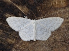 Cream Wave (Scopula floslactata)